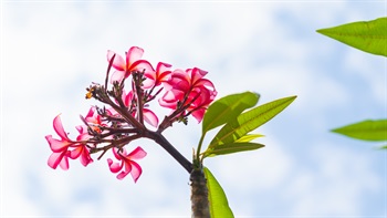 红鸡蛋花